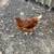New hampshire red hen 4 thumbnail