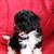 Havanese doodles (Havapoo) 3 thumbnail