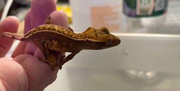 Crested gecko591424507284695041