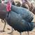 Bourbon Red & black spanish turkeys 4 thumbnail