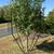 Fence 2 thumbnail