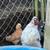 Chicks 8 thumbnail