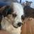 $35.00/Night Dog Boarding - Cozy Stays & Belly Rubs! 7 thumbnail