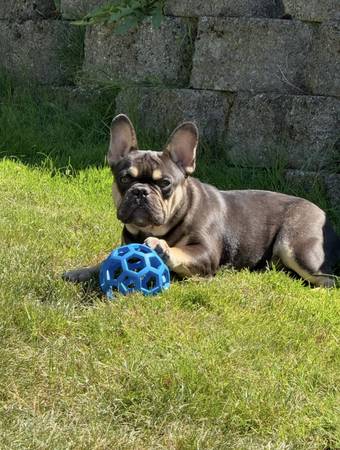 M French Bulldog 9 Months (Gig Harbor)63684398462209120