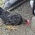Cream legbar olive egger barnyard mix rooster 4 thumbnail