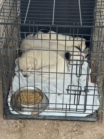 Rescued puppies for adoption63894603110659123