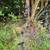 Browning Vortex compound bow
Barnett RC-150 crossbow 3 thumbnail
