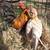 Blue Wheaten Old English Game Bantams 1 thumbnail