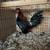 Rooster/ kikirikis azteca 4 thumbnail