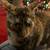 Tortoiseshell 1 thumbnail