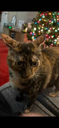 Tortoiseshell 1