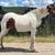 Paint mare 9 thumbnail