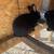 Rabbits 1 thumbnail
