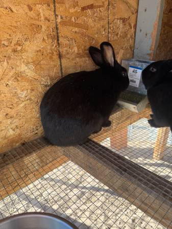 Rabbits 1