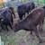 11 Black Beef Feeder Calves 7 thumbnail