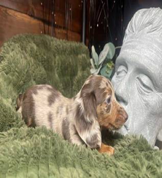 Cachorro de teckel registrado en el AKC (213-91siete-1707)64667265130753121