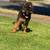 REHOMING GSD rehoming fee 4 thumbnail