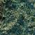 Fourth Cutting Alfalfa 2 thumbnail