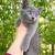 Kitten Russian Blue 2 thumbnail