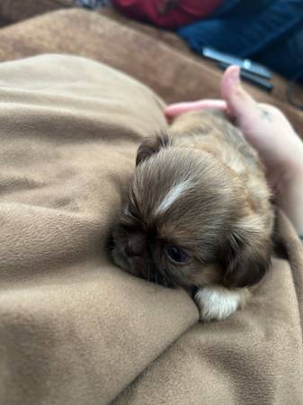 Cachorros Shitzu (Los Ángeles)63954088831234124