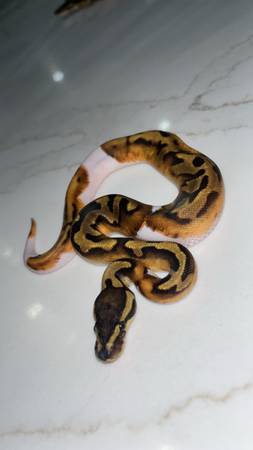 Enchi Pied Possible Mahogany Ball Python 1