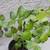 Mini Rosa Rose Bush Plant Dark Velvety Red in 1 gal. Pot  Patio Home G 5 thumbnail