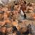 Buff Brahma Laying Hens 1 thumbnail