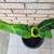 GARDEN TROPICS BANANA PLANT 2 thumbnail