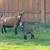 Baby goats 2 thumbnail