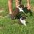 Mini-Mini Australian Shepherd Pups 5 thumbnail