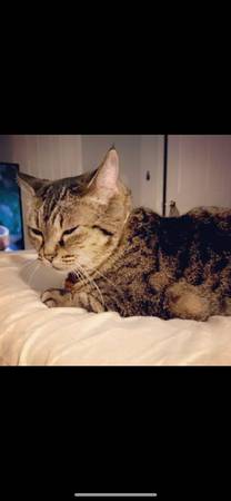 Rehoming Cat - Loving home needed!63739455422595121