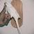 Indian ringneck 2 thumbnail