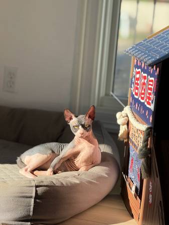 Sphynx Cat 1