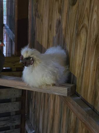 Silkie rooster 1