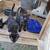 3 male ragdoll x kittens 1 thumbnail