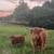 Highland cow 3 thumbnail