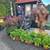 Emerald Green Arborvitae $8.99 most 2ft + 14 thumbnail