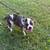American Bully mix (Male) $50 or best offer 5 thumbnail
