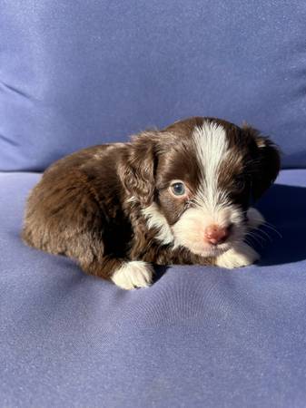 Mini Aussie Doodles (Coldwater)64296609231362123