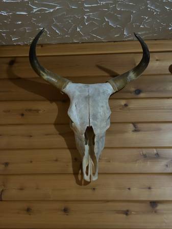 Steer Skull with Horns 1
