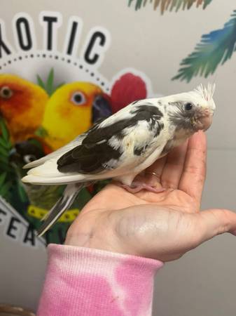 Cockatiels babies (Newport News)63882831993731122