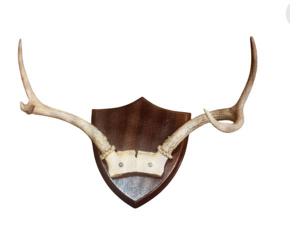 Mounted deer antlers 1