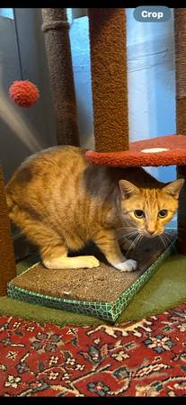 Gata atigrada naranja perdida (Yuma)64144103583875120