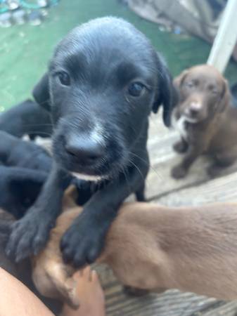 Rehoming GRATIS.99 CACHORROS (Los Ángeles)63932506517891121