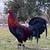 Col Givens Hatch roosters/ hens 2 thumbnail