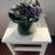 Indoor plants 3 thumbnail