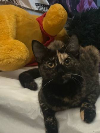 REHOMING KITTENS (Las Cruces)63944481690114121