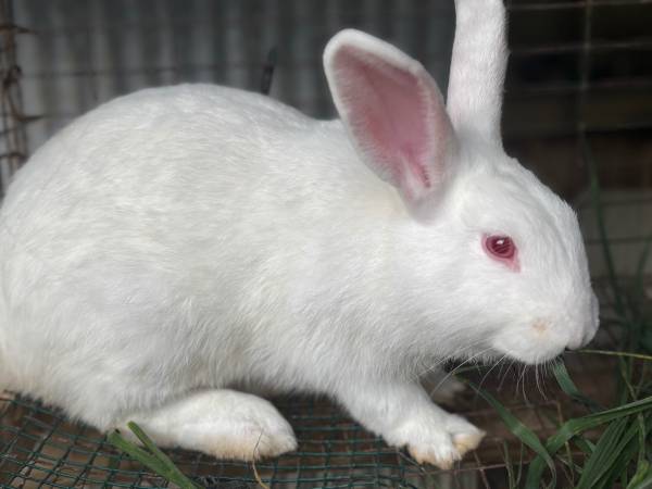 Bunnies 1