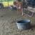 Beef heifers 7 thumbnail