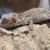 New Caledonian Geckos 9 thumbnail